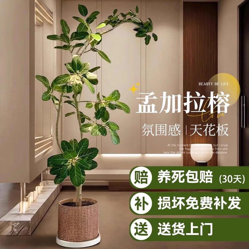 孟加拉榕盆栽大型绿植黄金榕高山榕树面包树室内客厅落地植物好养,淘宝优惠券,粉丝福利购,淘宝优惠卷