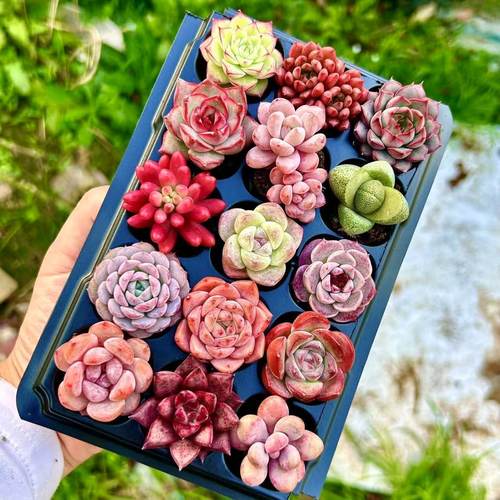 多肉植物套餐组合新手带盆肉肉大颗好养精品玉露桃蛋绿植室内花卉 - 图2