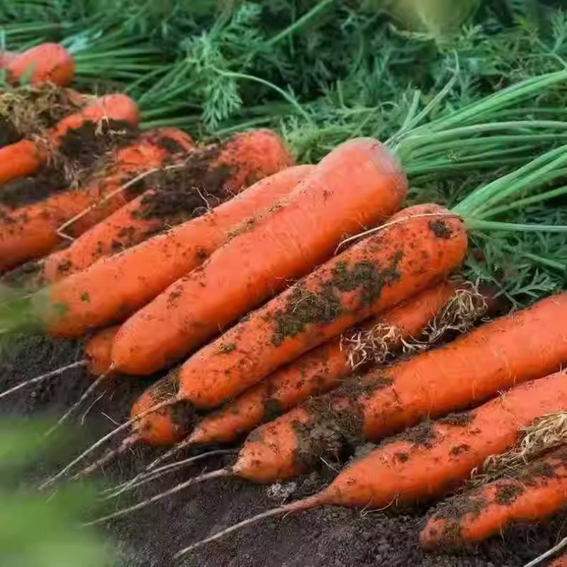 鲜胡萝卜沙土地蔬菜水果红萝卜现挖农家自种新鲜健康营养蔬菜,淘宝优惠券,粉丝福利购,淘宝优惠卷