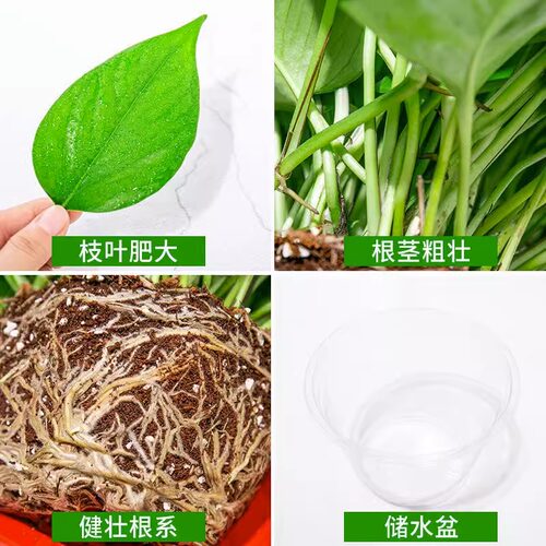 绿萝室内盆栽净化空气大叶绿萝花卉植物水培绿萝长藤绿萝批发 - 图1