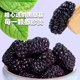 Authentic Xinjiang dried mulberries, specialty high-quality dried fruits, sand-free large fruits soaked in water, wine, wolfberry tea, fresh dried fruits