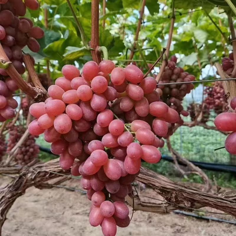 现摘正宗克伦生无籽红提葡萄新鲜脆甜现摘无核整箱4/5斤 - 图3
