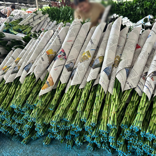 富贵竹水培植物客厅招财发节节高水养竹子室内盆栽花卉绿植驱蚊 - 图0