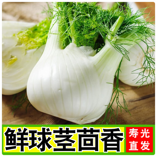 鲜球茎大茴香茴香头1-5斤 新鲜茴香根茴香球茎 西餐料理香料食材 - 图1