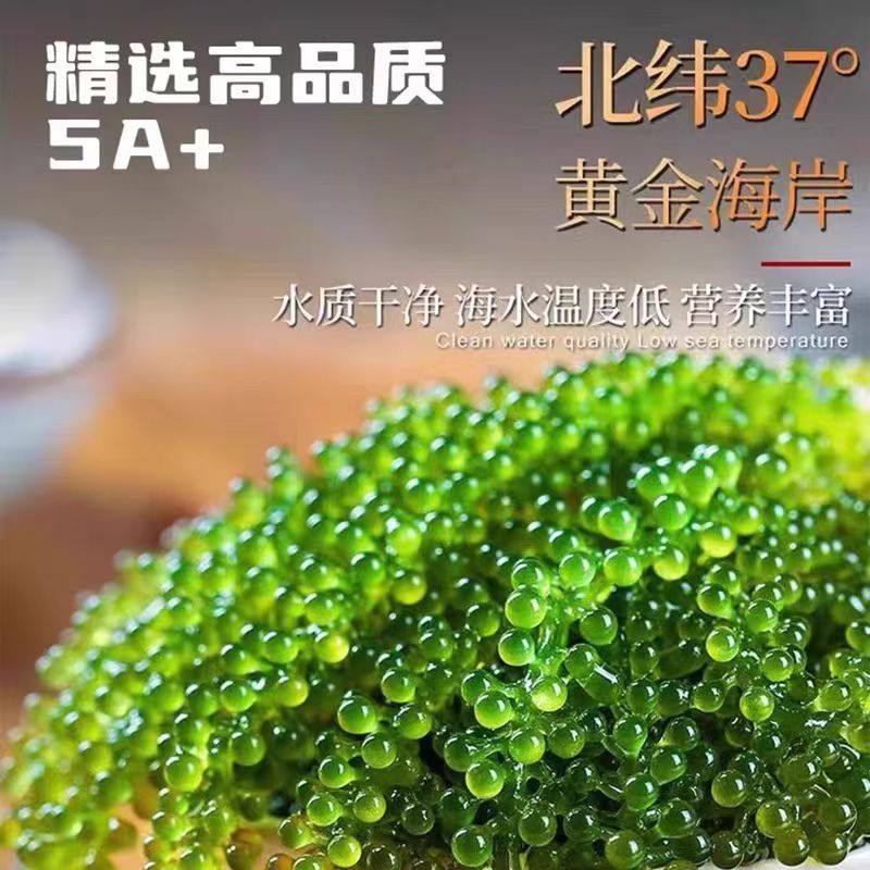 海葡萄儿童即食海葡萄鲜嫩既食新鲜盐渍鱼子酱零食新鲜孩搭裙带菜,淘宝优惠券,粉丝福利购,淘宝优惠卷