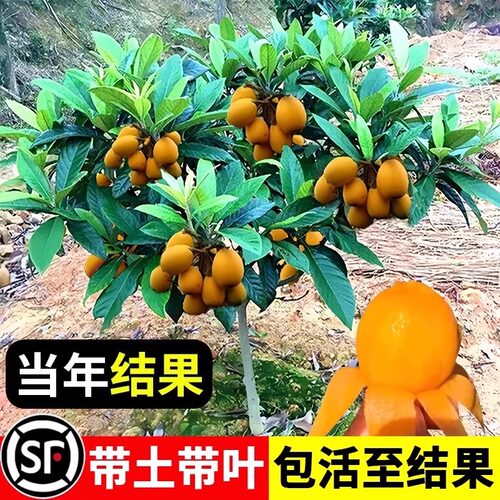 大五星枇杷苗树琵琶果树苗嫁接苗盆栽南方水果树果苗超甜种植大果 - 图0