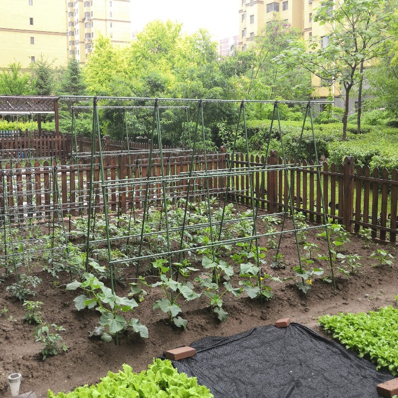 爬藤架葡萄黄瓜豆角架种菜花支架庭院园艺花卉植物支撑杆西红柿架