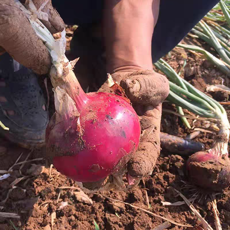 紫皮洋葱5斤整箱 农家现挖脆嫩少辣 炒菜凉拌当季鲜蔬,淘宝优惠券,粉丝福利购,淘宝优惠卷