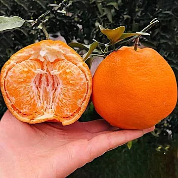 【单果70以上】四川春见耙耙柑净重4.5斤[2元优惠券]-寻折猪