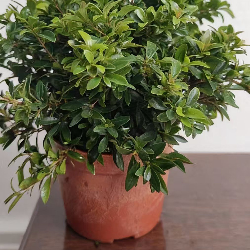 小叶赤楠盆景四季常青盆栽迷你桌面室内花卉植物办公桌绿植好养活 - 图2