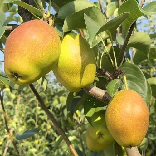 正宗香梨梨子水果新鲜当季整箱现摘脆甜红香酥9斤大果特价精选 - 图3