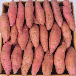 11.9!农家现挖沙地龙九黄心蜜薯5斤