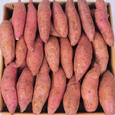红薯番薯烤地瓜农家现挖沙地龙九黄心蜜薯粉糯糖心西瓜红番薯山芋