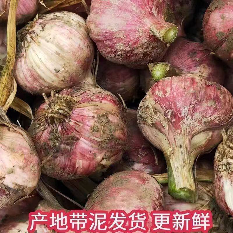2026云南紫皮大蒜新鲜大蒜头紫皮湿蒜大蒜腌制糖醋蒜现挖新蒜嫩蒜