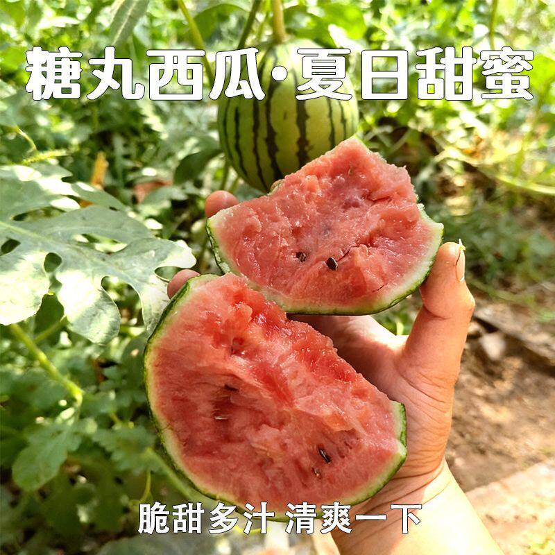 果园直发新鲜西瓜2k早春红玉西瓜手撕薄皮一整箱有籽无籽水果糖丸