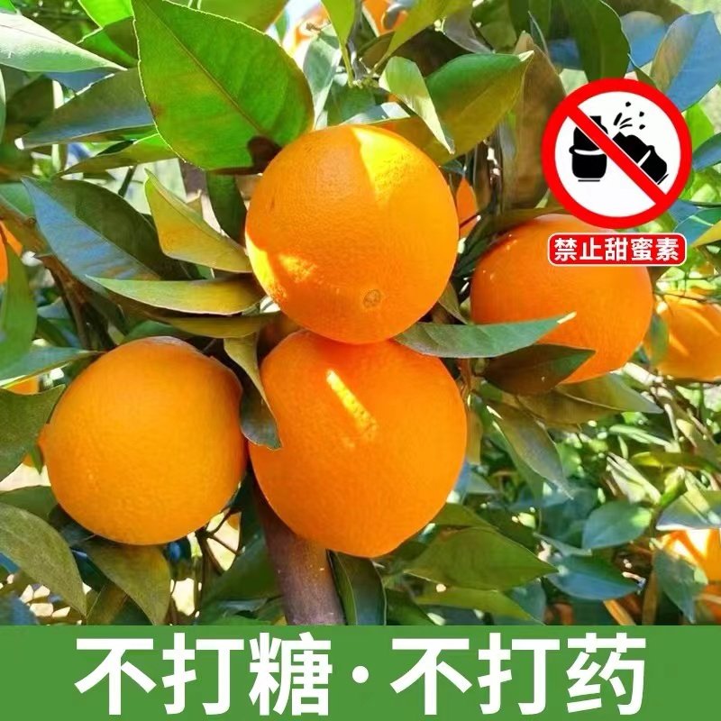 渝见橙正宗重庆奉节脐橙当季新鲜水果酸甜多汁脆嫩化渣橙子手剥橙,淘宝优惠券,粉丝福利购,淘宝优惠卷