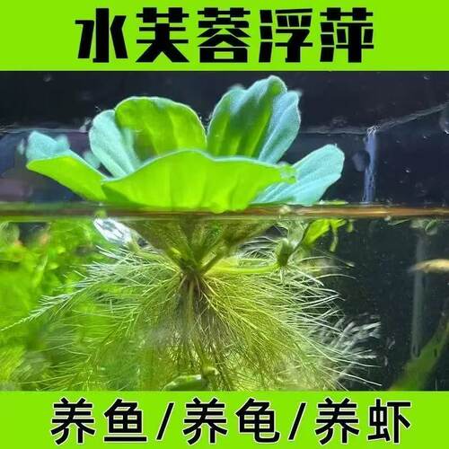养鱼鱼缸绿植花卉造景古法缸水生浮萍水培水芙蓉增氧水草植物水质 - 图0