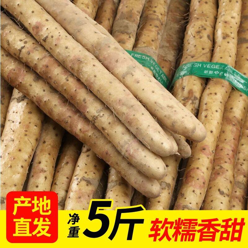正宗垆土铁棍山药新鲜铁杆怀山药农家小白嘴山药铁棍批发中药材