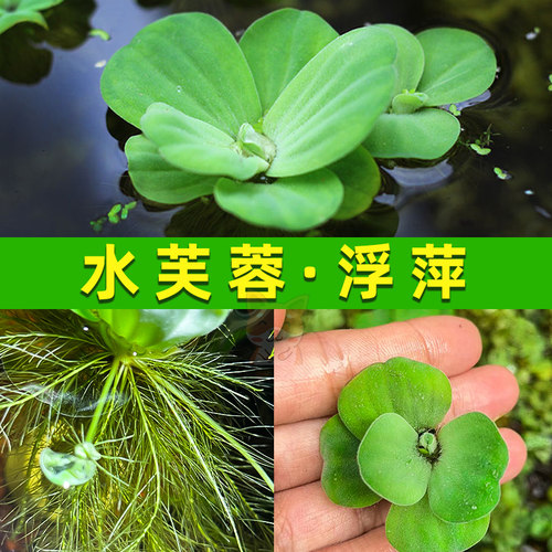 养鱼鱼缸绿植花卉造景古法缸水生浮萍水培水芙蓉增氧水草植物水质 - 图1