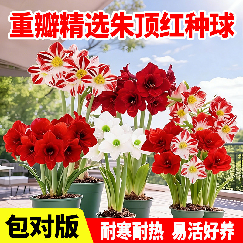 重瓣朱顶红花卉种球盆栽室内阳台室外庭院地载观赏绿植多年生植物