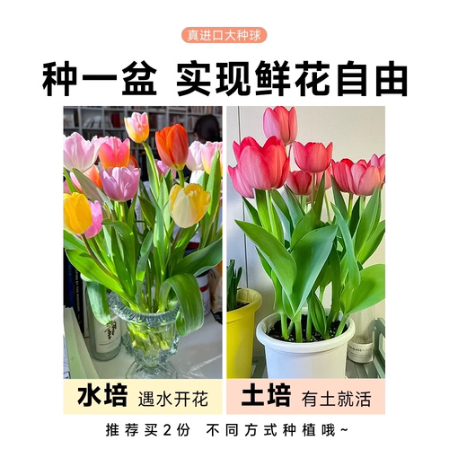 进口郁金香种球水培植物室内球根种子盆栽成品花苗好养活水仙花卉 - 图2