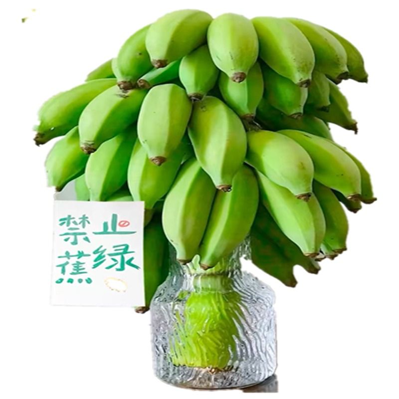 观赏绿植整串水培香蕉花禁止蕉绿新鲜真芭蕉花婚庆布置插花小米蕉 - 图3