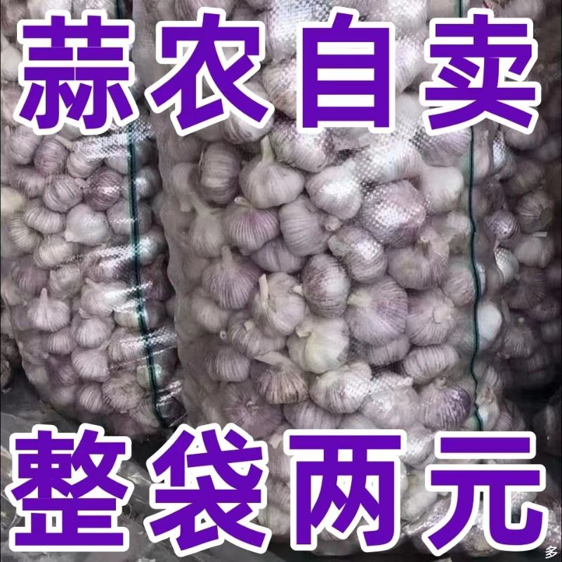 【万人抢购】山东紫皮大蒜头新干蒜农家种植红皮糖蒜整箱山东 - 图0