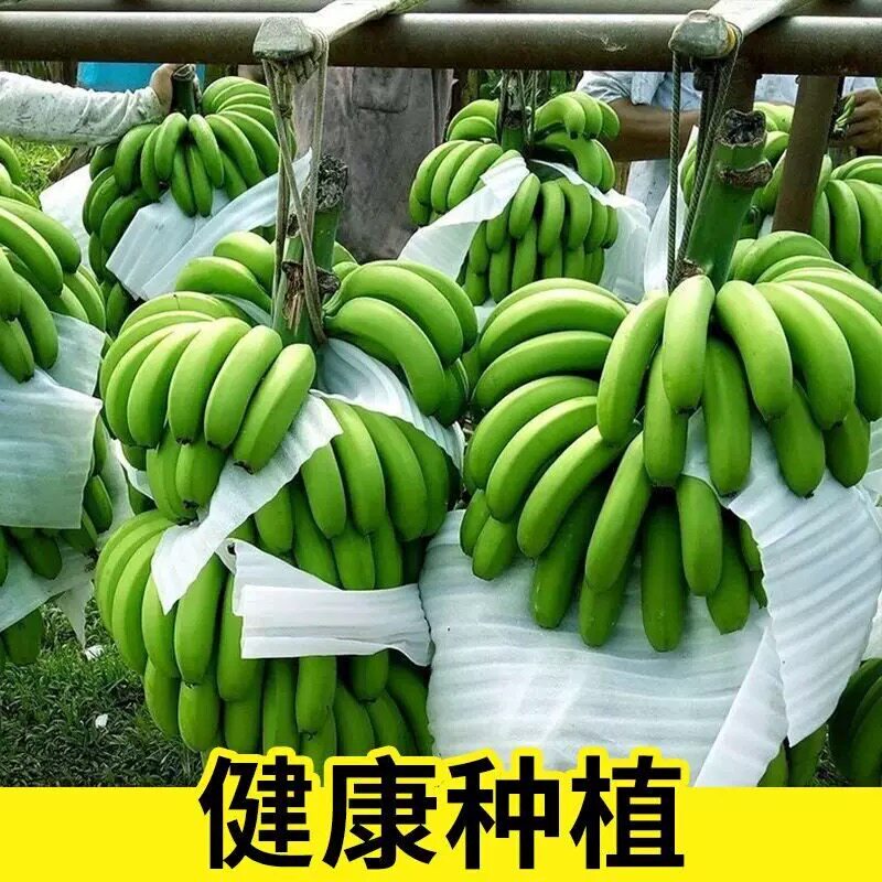 云南高山香蕉绿皮香蕉新鲜水果香甜软糯口感大芭蕉小米蕉皇帝蕉