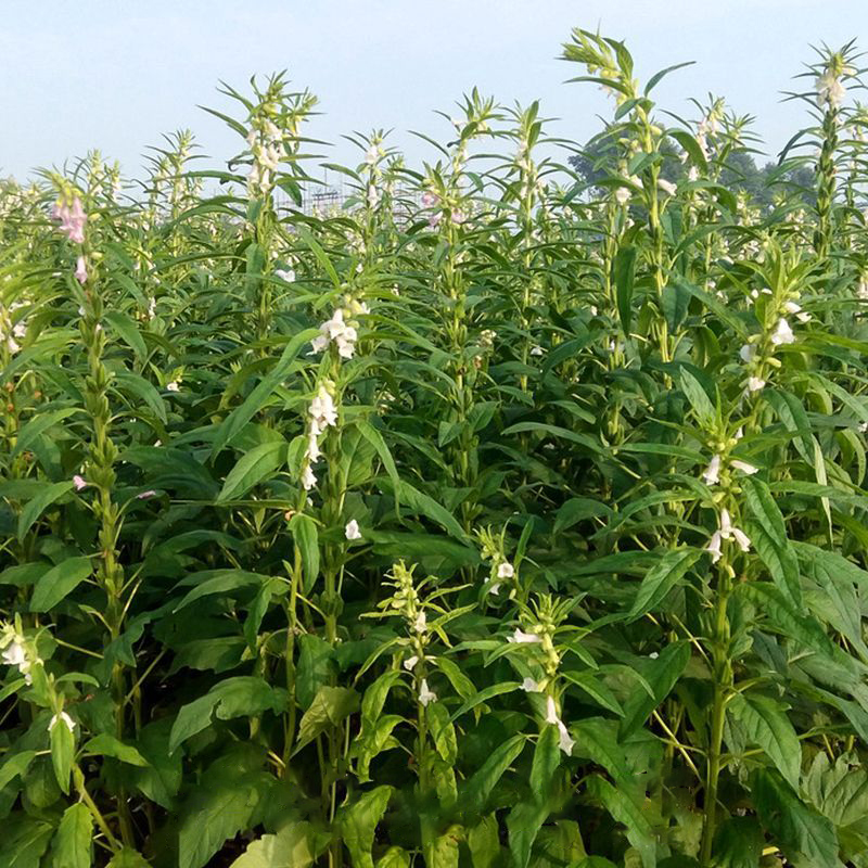 新熟黑白芝麻组合免洗即食农家优质芝麻五谷杂粮家用商用烘培罐装