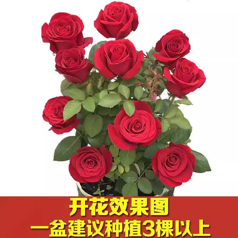 正宗玫瑰花苗盆栽老桩浓香特大花室内外耐寒蔷薇月季花卉四季开花,淘宝优惠券,粉丝福利购,淘宝优惠卷