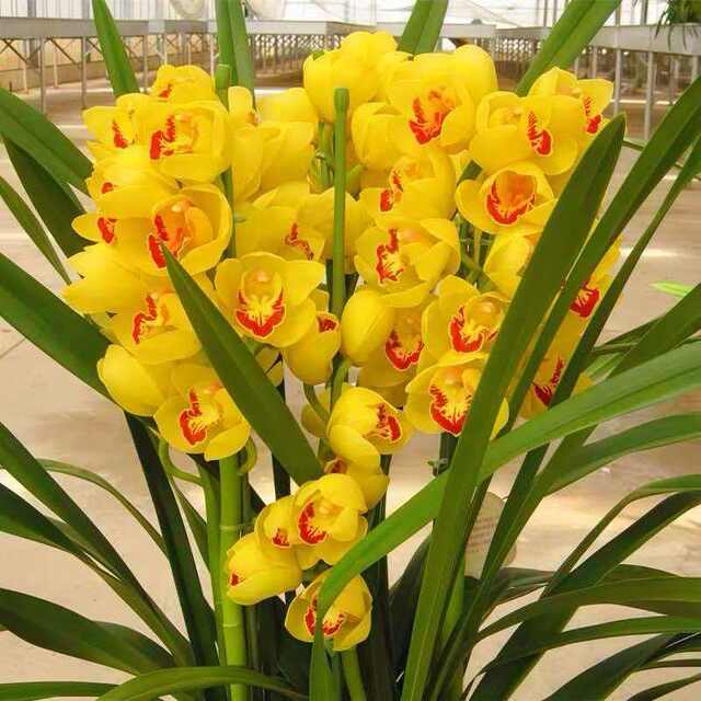 Classic pink cymbidium, southern and northern cold-resistant indoor decorative potted flowers