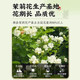 Dried jasmine flower buds strong fragrance | Thousands of people purchased more