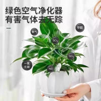钻盆栽绿植绿公主2盆+送营养液