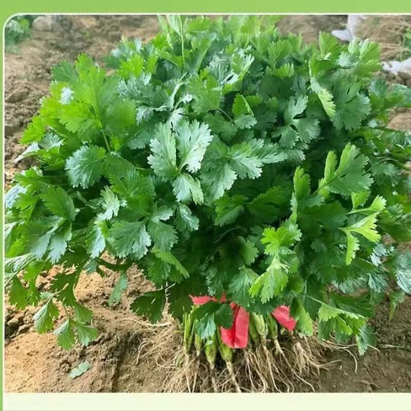 大叶香菜种子四季种植蔬菜种子菜籽阳台花盆菜孑番茄辣椒白萝卜