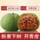 Wild Wenwan walnut hand-held plate play gambling green leather three-sided lion head official hat toad head four-story pecan