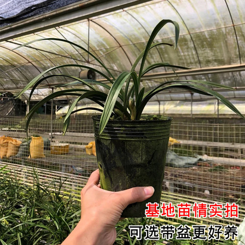 春兰带花苞名贵兰花苗矮种好养室内花卉绿植盆栽大富贵客厅办公桌 - 图3