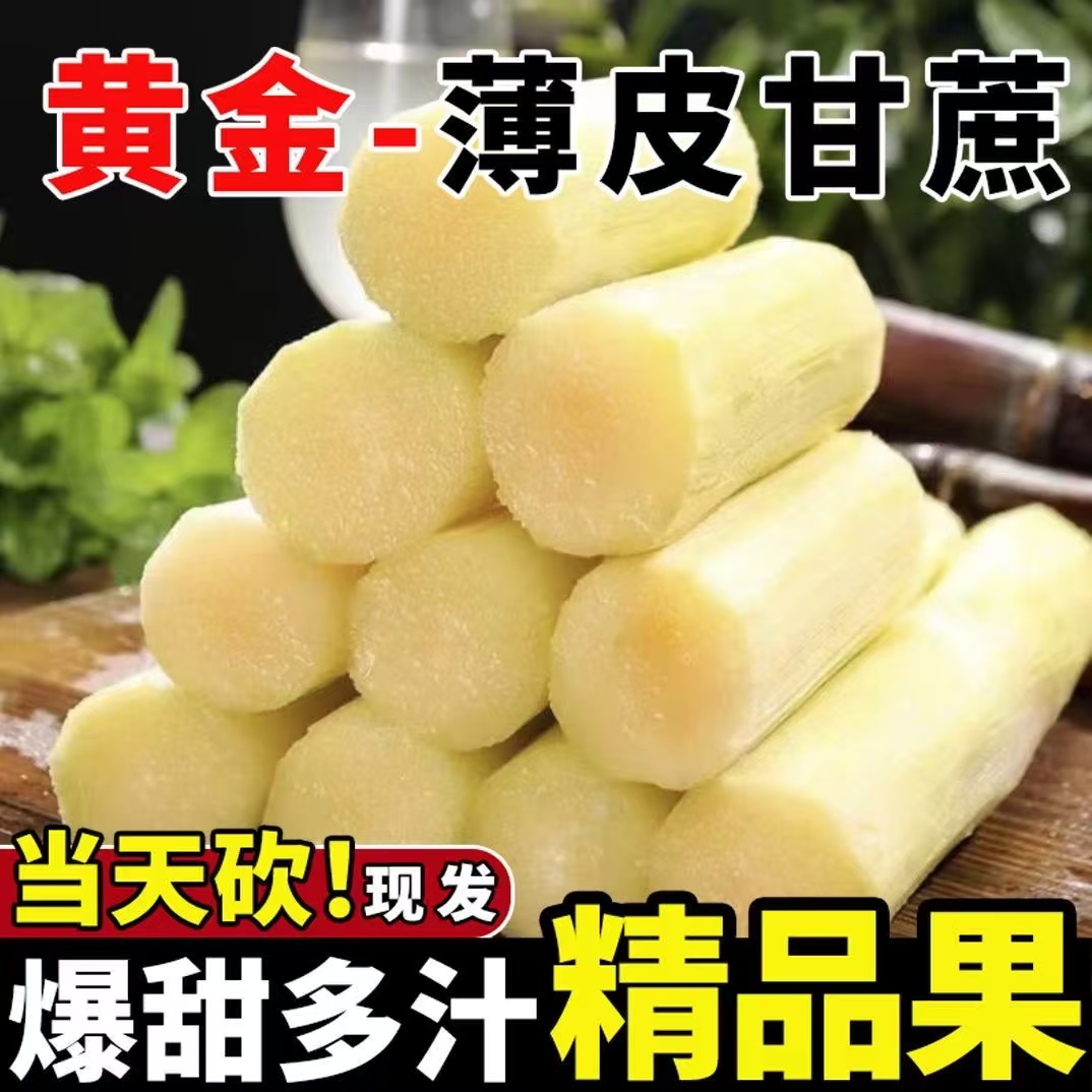 黄金甘蔗现砍新鲜黄皮水果甘蔗甜脆多汁精选中段松软不硬应季水果 - 图0