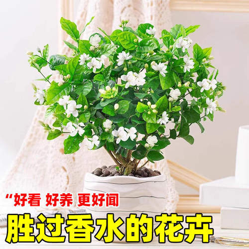 茉莉花盆栽阳台花卉带花苞老桩树苗驱蚊水培栀子花卉绿植室内好养 - 图1