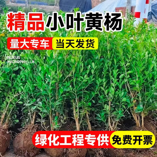 小叶黄杨树苗瓜子黄杨苗法国冬青苗大叶冬青庭院四季常青耐寒种植 - 图0