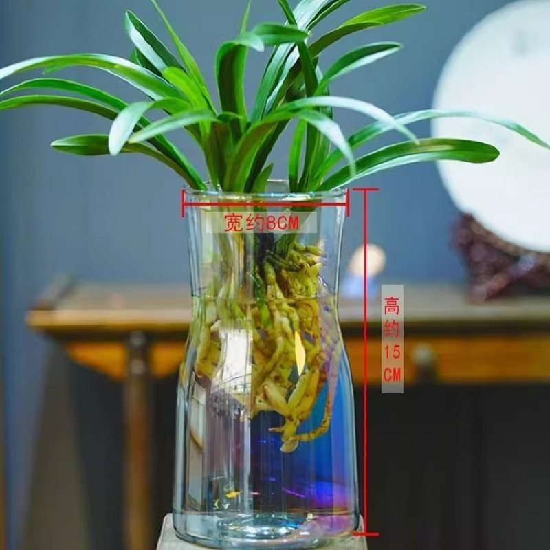 水培香水兰花苗中矮种室内植物浓香四季建花卉耐寒冬季带花苞客厅,淘宝优惠券,粉丝福利购,淘宝优惠卷