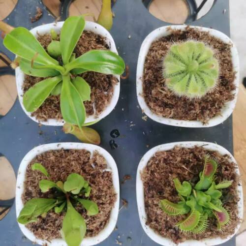 捕蝇草盆栽食虫植物驱蚊草苗多肉植物猪笼草食人花绿植花室内驱虫 - 图2