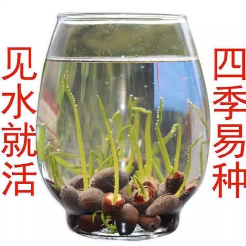 四季开花碗莲种子水培植物鱼缸水养藕苗荷花睡莲盆栽花卉室内庭院-图1