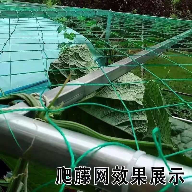 植物爬藤网攀爬网葡萄百香果豇豆角丝瓜网格网架种植网爬藤网搭架 - 图2