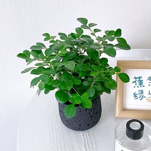 九里香盆栽花卉绿植室内驱蚊四季长绿好养水培观叶植物净化空气 - 图0