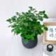 Jiulixiang evergreen potted plant | Thousands of people repurchase