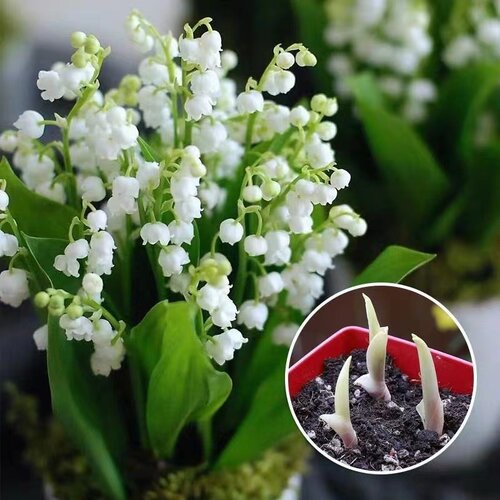 铃兰花苗种根带芽盆栽种球室内外花卉绿植物四季开花多规格 - 图2