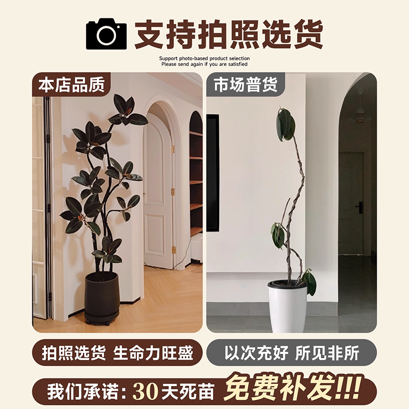 黑金刚橡皮树客厅大盆栽造型室内大型绿植办公室植物四季氛围沙发,淘宝优惠券,粉丝福利购,淘宝优惠卷