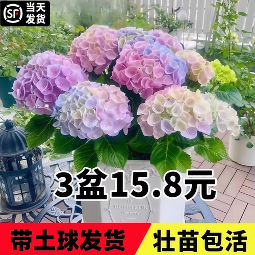 绣球花苗大花植物无尽夏开花好养的花四季不断盆栽花卉植物室内花 - 图0