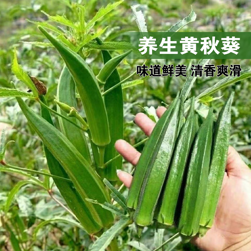 四季蔬菜种子黄秋葵红秋葵香菜青菜阳台盆栽种植生菜种籽孑开花 - 图0