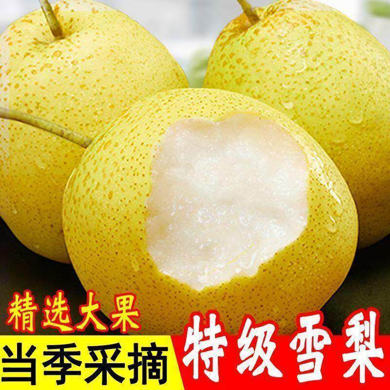 雪花梨赵县新鲜梨包邮雪梨水果新鲜当季梨子新鲜10雪梨整箱包邮